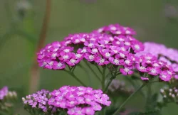 Fleurs de l'achillée