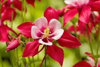 L'ancolie en fleurs