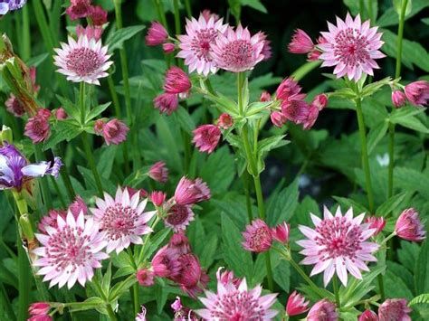 L'astrance en fleurs