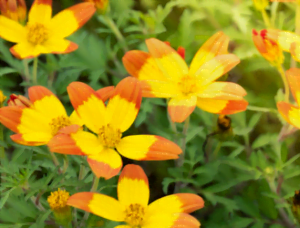 Le bidens en fleurs