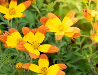 Le bidens en fleurs
