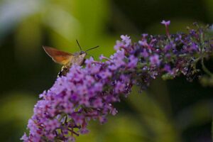 Fleurs de buddleia