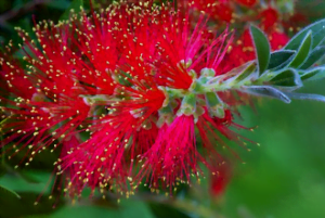 Le callistemon Le callistemon
