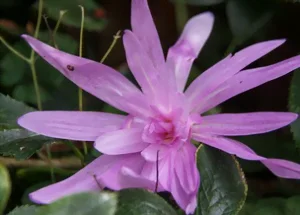 La fleur du colchique