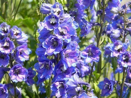 La floraison du delphinium