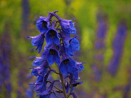 La culture du delphinium