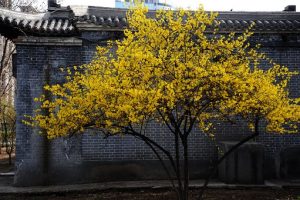 Le forsythia La culture du forsythia