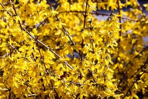La floraison du forsythia