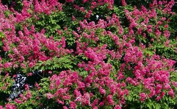 La floraison du myrte