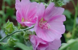 Floraison de la lavatère arbustive