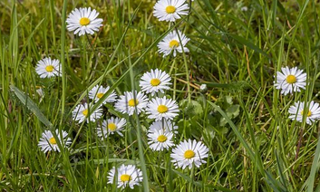 La pâquerette en fleurs