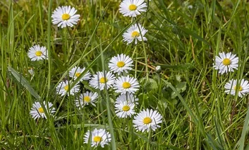 La pâquerette en fleurs