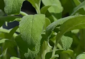 La culture de la sauge officinale La sauge officinale