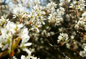 L'amélanchier en fleurs