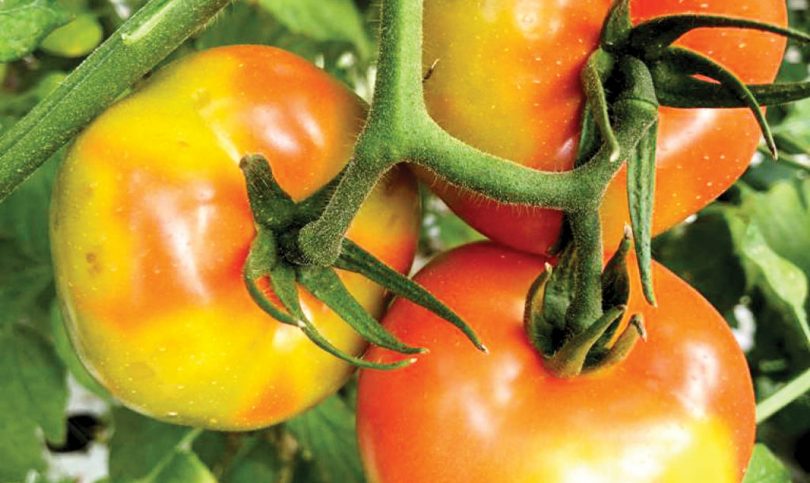 Quelques tomates sur pied