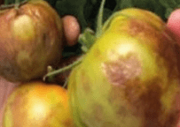 Tomates malades à cause du tomato brown rugose fruit virus (ToBRFV)