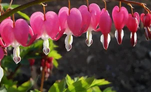 Le cœur-de-Marie en fleur