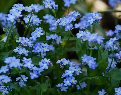 Le myosotis en fleurs