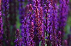La sauge Ornementale La sauge ornementale en fleurs