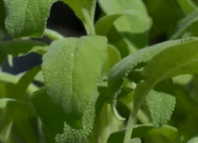 Plant de sauge officinale