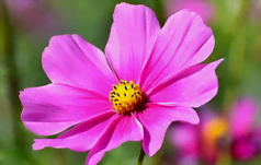 Fleur de cosmos