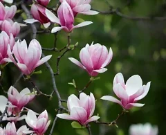 La culture du magnolia