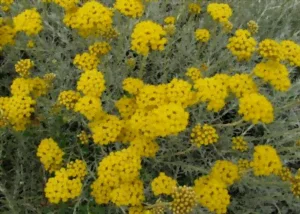 L'immortelle vivace L’immortelle vivace 2