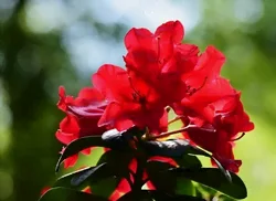 La floraison de l'azalée