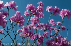 Une azalée rose