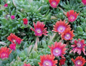 Floraison des ficoïdes vivaces