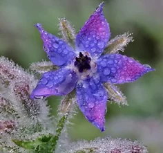 Une fleur mouillée de bourrache