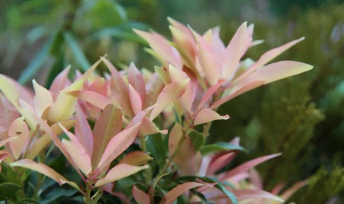 La floraison de l'andromède
