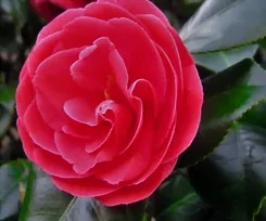 Le camélia en fleurs