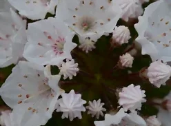 Le kalmia en fleurs