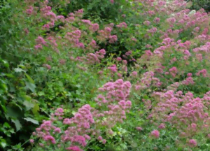 Le lilas d'Espagne Le lilas d'Espagne en fleurs