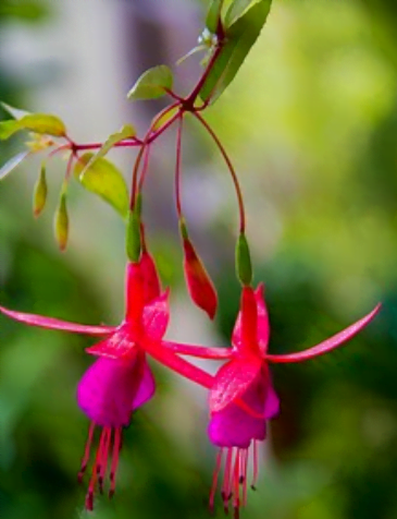 La floraison de l'enkianthe
