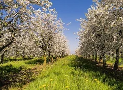 Arbres fruitiers