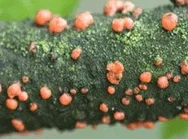 Maladie du corail