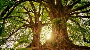 Dans la forêt