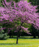L'arbre de Judée cultivé en isolé