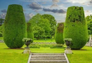 Culture du buis un vrai art de la taille