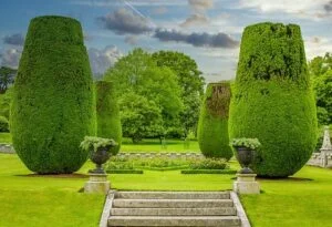 Le buis Culture du buis un vrai art de la taille