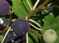 Les figues fruits du figuier