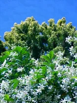 Le jasmin étoilé La culture du jasmin étoilé