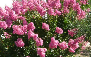 Floraison du Le lilas des Indes