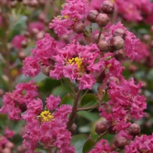 La culture du lilas des Indes