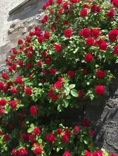 La floraison du rosier grimpant