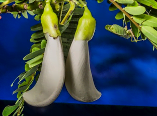 Le sesbania a une floraison généreuse