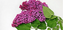 Le lilas