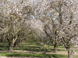 Abricotiers en fleurs